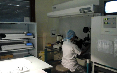 Selecting champion embryos for successful IVF implantation