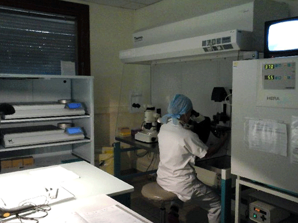 Selecting champion embryos for successful IVF implantation